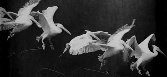 A photo of flying pelican taken by Étienne-Jules Marey around 1882