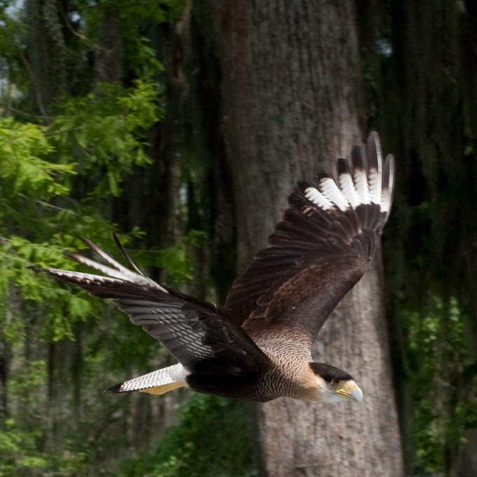 A Hawk Soaring Low © 2009 by Suzanne Birrell