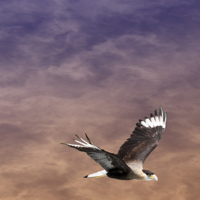 Hawk in Cloudy Sky © 2013 by Suzanne Birrell
