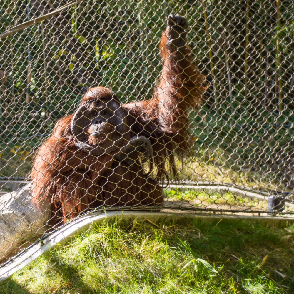 Orangoutang - At The Zoo Series - A7R, Leica 35mm Summicron.