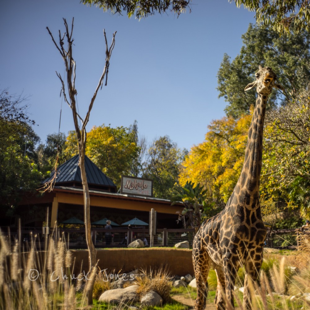 "Giraffe" - At The Zoo Series - A7R, Leica 35mm Summicron.
