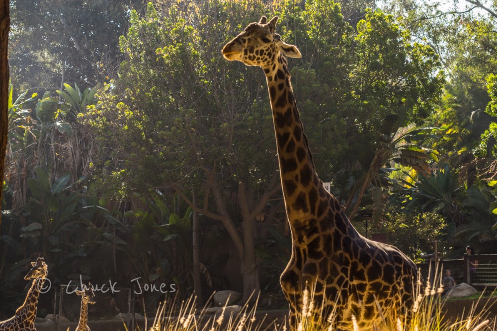 "Giraffe II" - At The Zoo Series - A7R, Canon 55mm FD f/1.2.