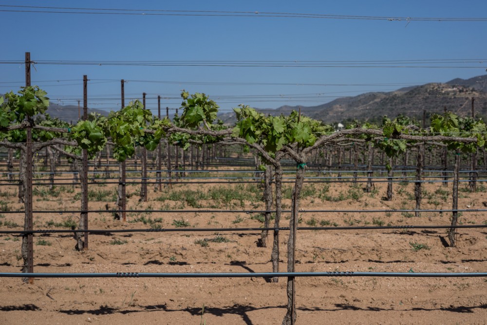 Table Grapes And Wine Grapes Alike Depend Upon Adequate Water For Optimum Growth And Production.