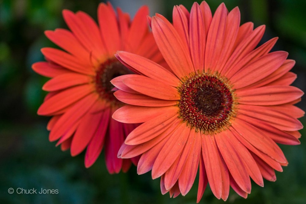 Gerber Daisys are one of my favorites for color.