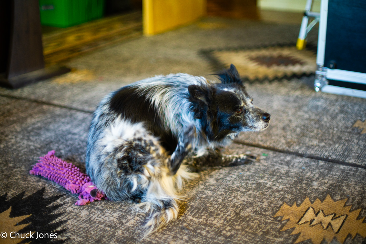 Australian Shepherd lying down - Canon FL 55mm f/1.2 on Sony A7RV