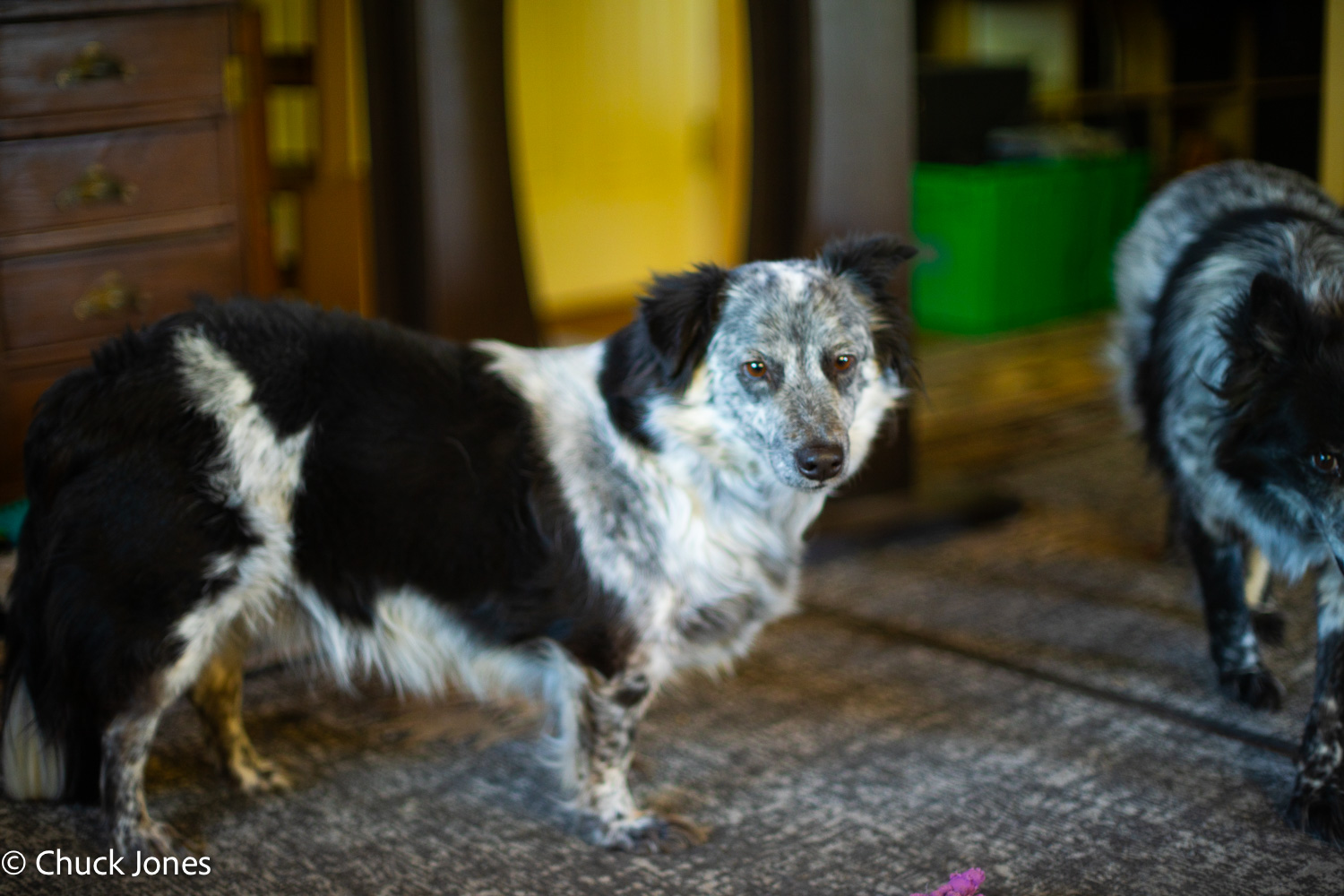 Australian Shepherds - Canon FL 55mm f/1.2 on Sony A7RV