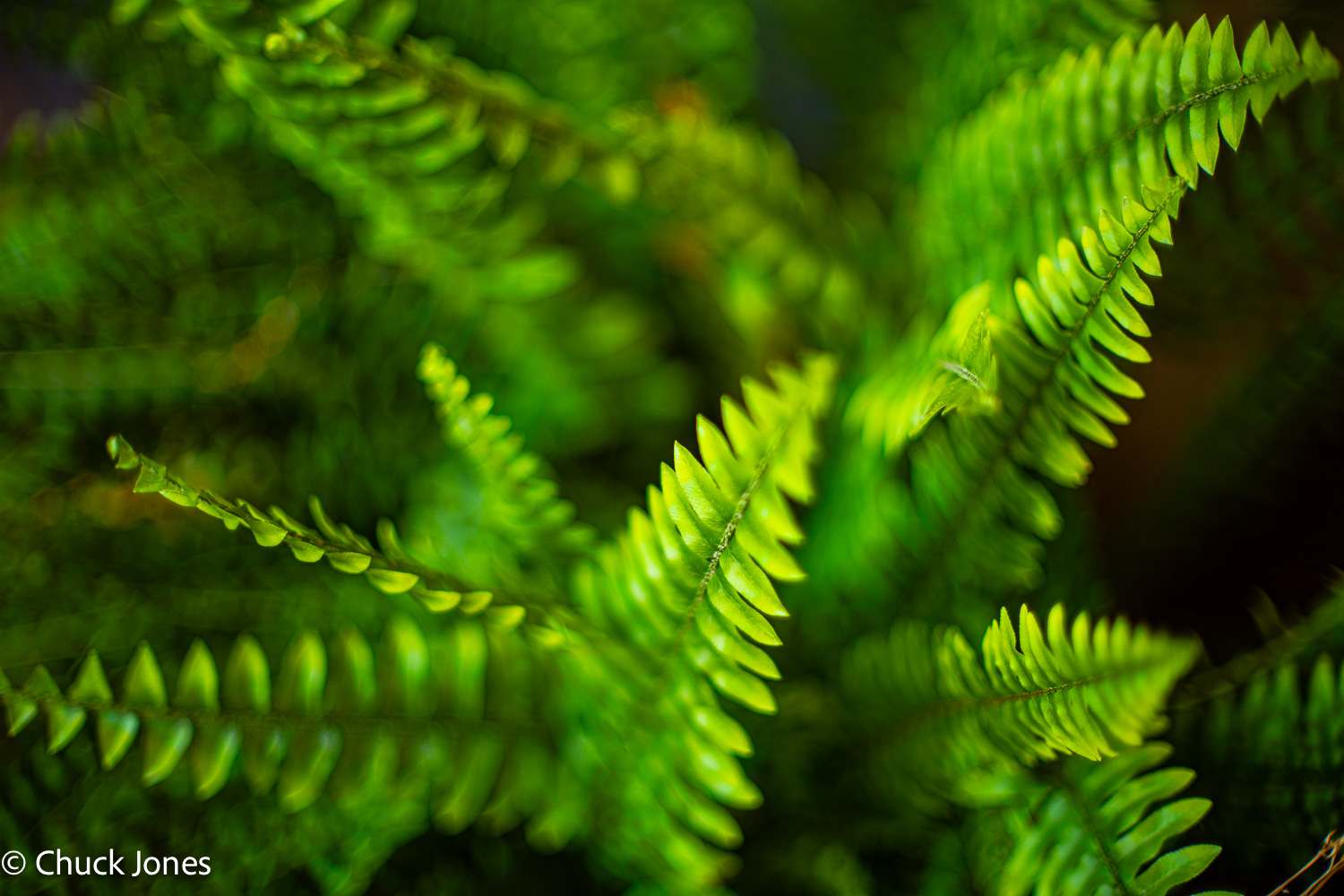 Ferns - Canon FL 55mm f/1.2 on Sony A7RV