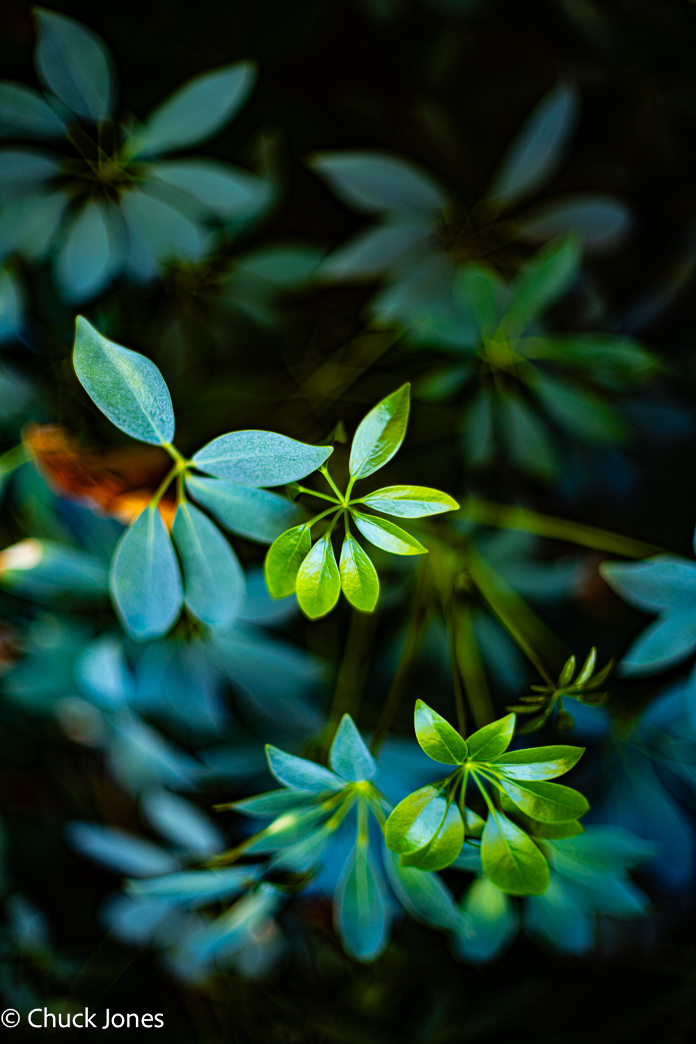 Schefflera leaves - Canon FL 55mm f/1.2 on Sony A7RV