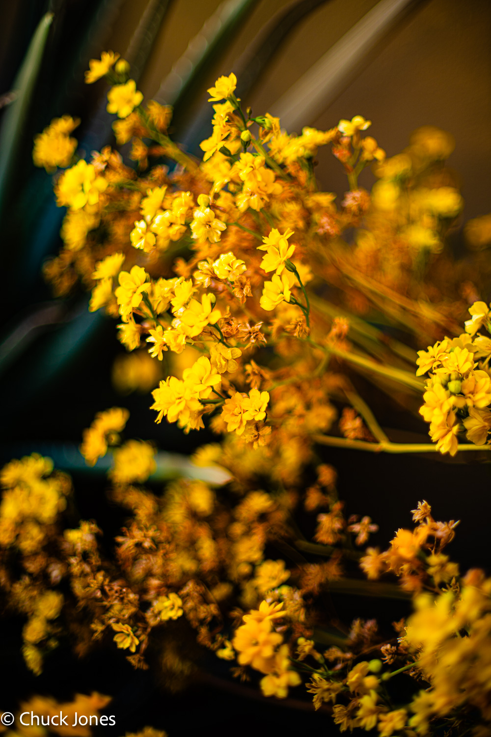 Yellow blooms with bokeh - Canon FL 55mm f/1.2 on Sony A7RV