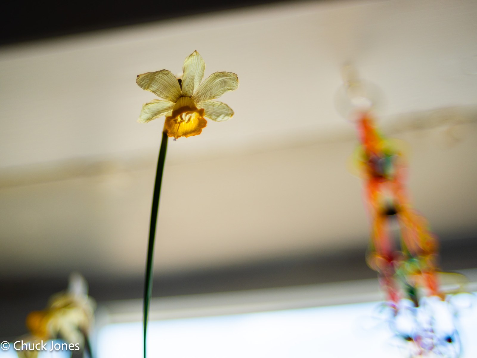 Daffodil backlit with colorful bokeh - Contax Zeiss Distagon 28mm f/2