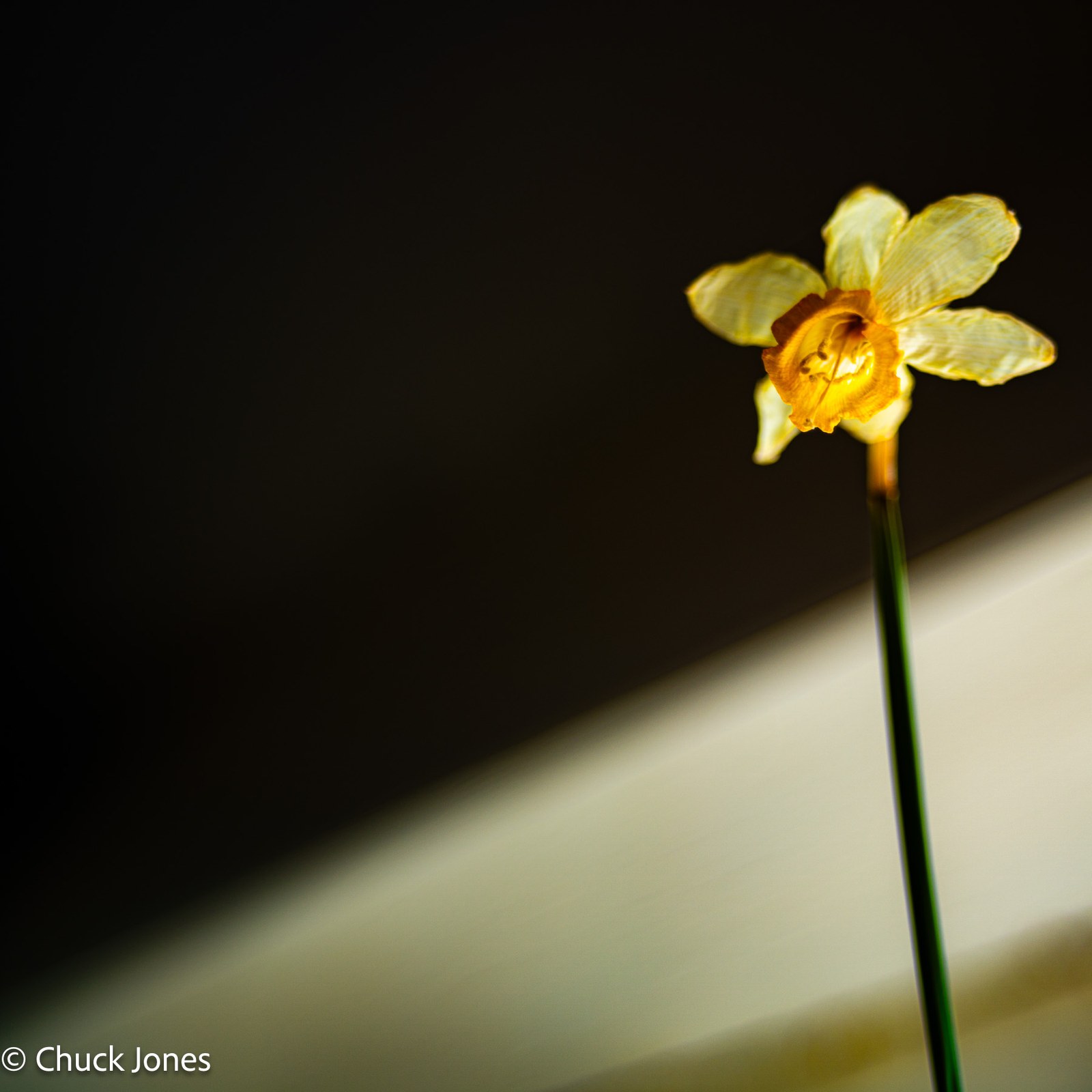 Daffodil against dark background - the Hollywood rendering