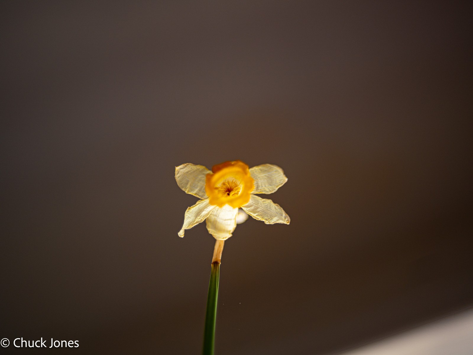 Daffodil corona detail - petal veins resolved at f/2