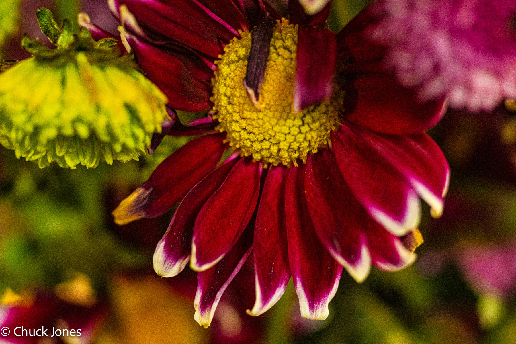Dark red chrysanthemum with white-tipped petals - Carl Zeiss 100mm f/4 S-Planar on Sony A7RV