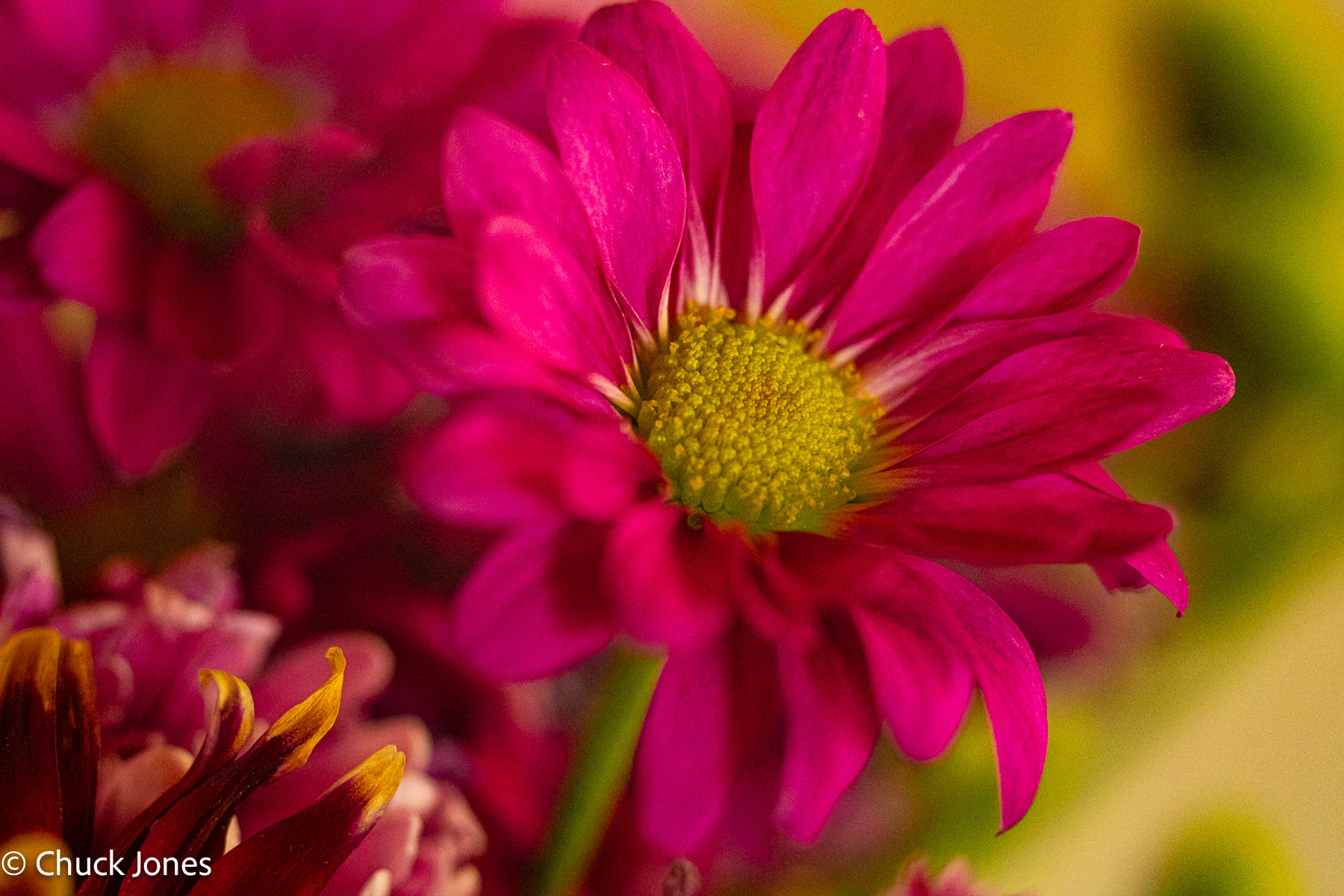 Magenta daisy - Carl Zeiss 100mm f/4 S-Planar on Sony A7RV