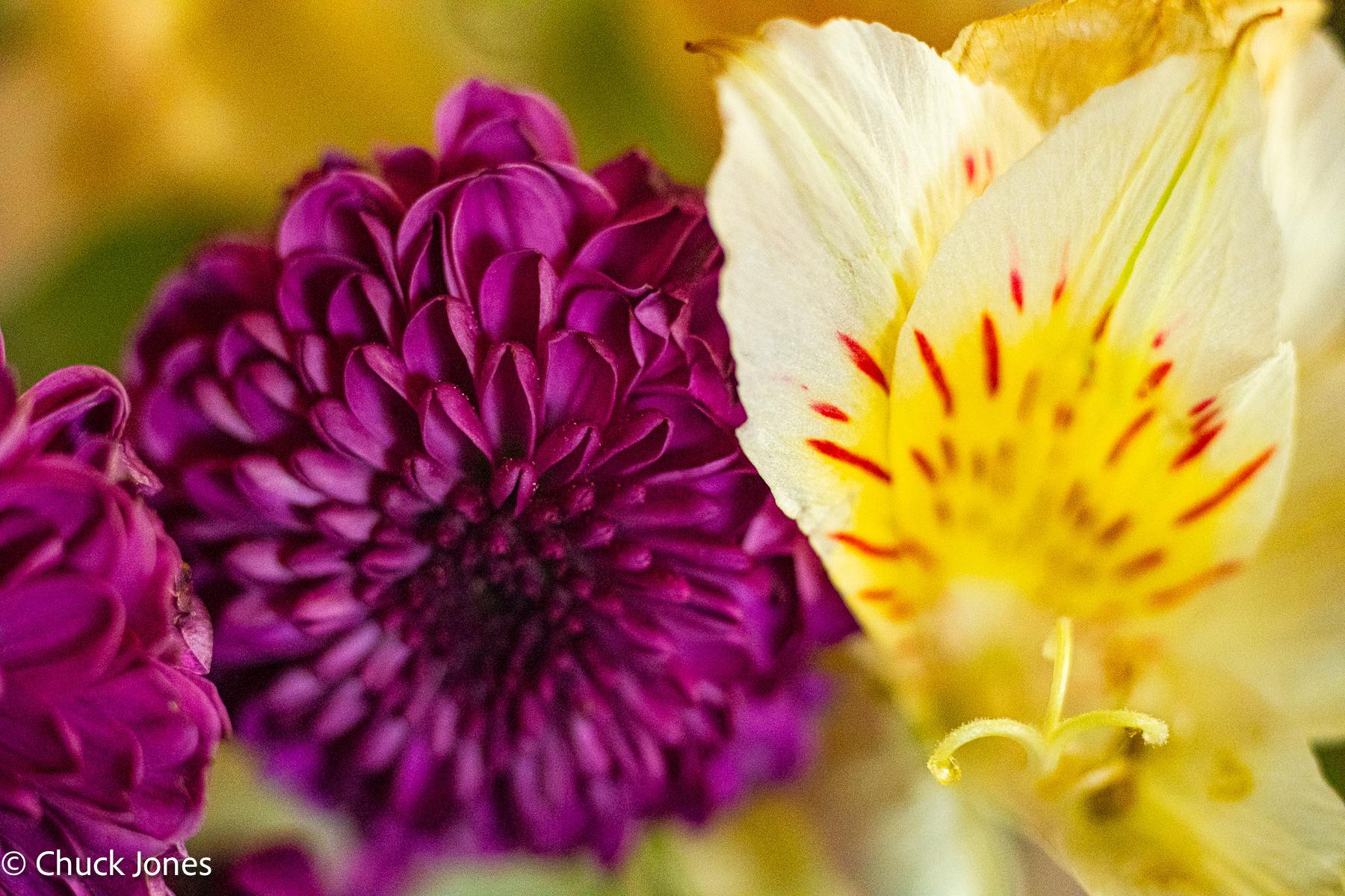 Purple chrysanthemum and alstroemeria - Carl Zeiss 100mm f/4 S-Planar on Sony A7RV
