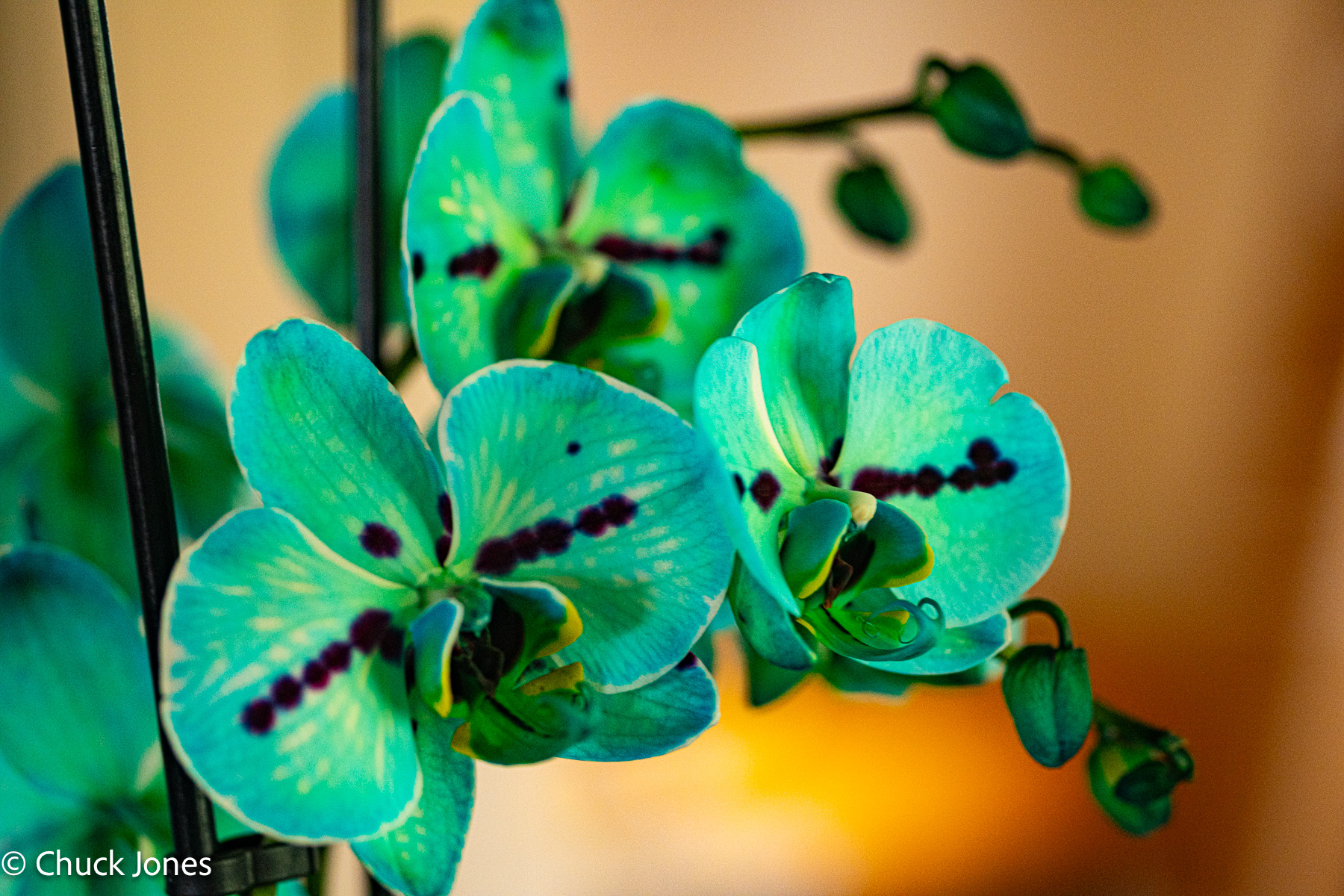 Teal phalaenopsis orchid - Carl Zeiss 100mm f/4 S-Planar on Sony A7RV
