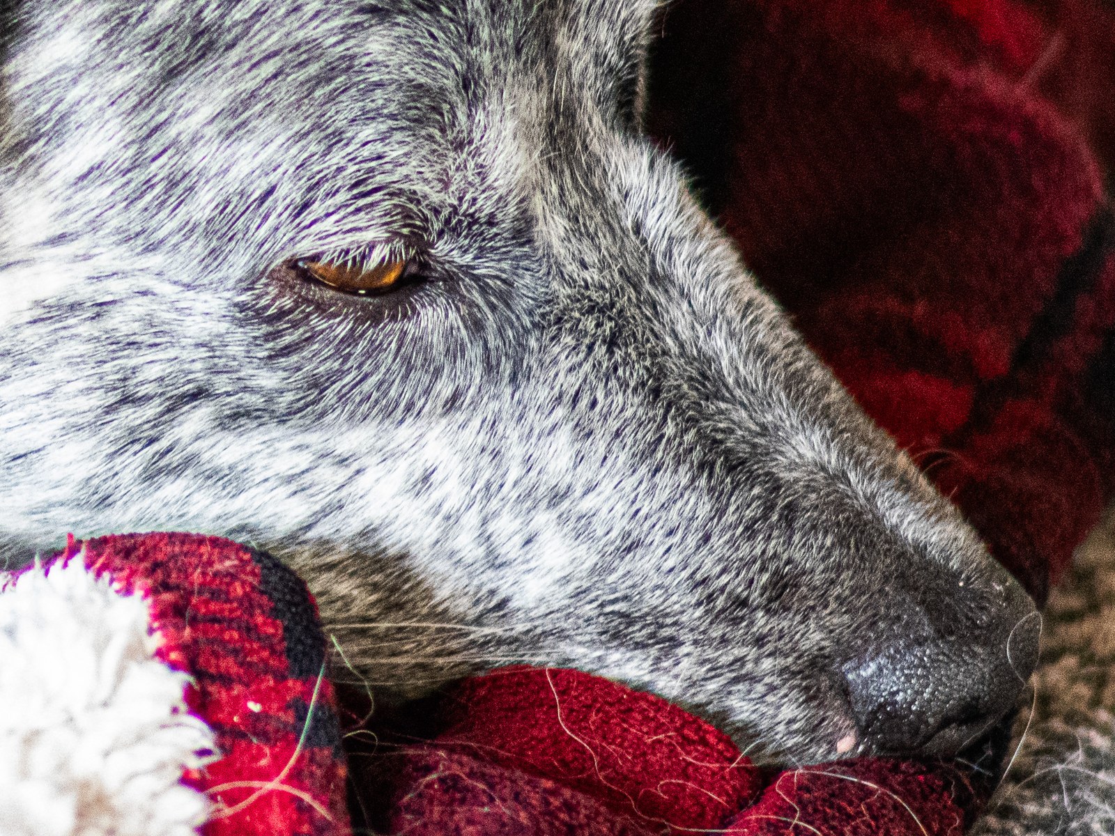 100% crop - the eye detail at f/2.8 from across the room. Count the hairs.